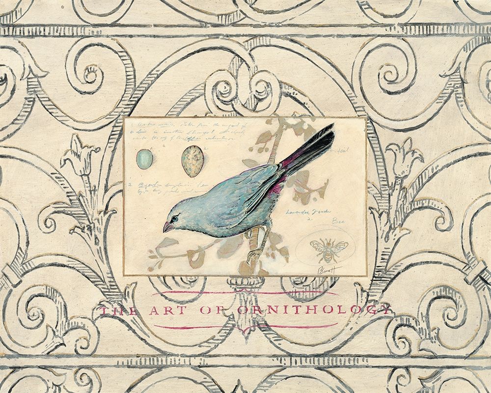 Gravura de Pássaro Cantor 2 — Barreett, Chad