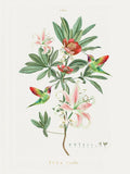 Beija-Flores Vintage — Thornton, Summer