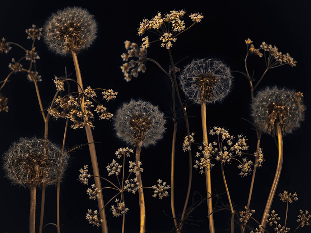 Flores da Campina I — Frank, Assaf