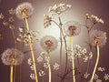 Flores da Campina II — Frank, Assaf
