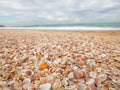 Conchas na Praia — Frank, Assaf