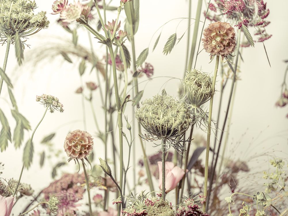Flores da Campina III — Frank, Assaf