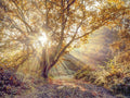 Raios de Sol na Floresta de Outono — Frank, Assaf