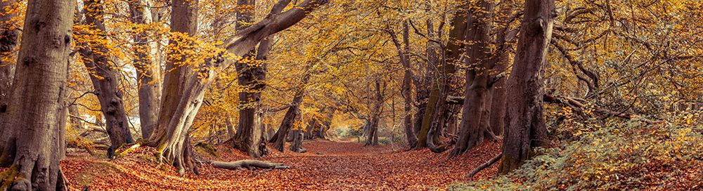Caminho pela Floresta de Outono — Assaf Frank