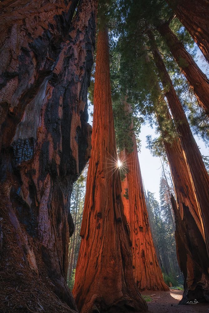 Sol entre as Sequoias — Podt, Martin