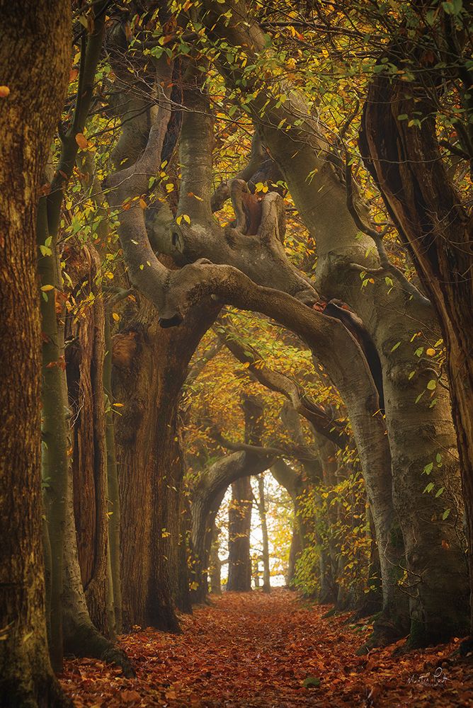 Túnel de Árvores — Podt, Martin