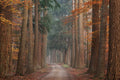 Caminho de Outono 3 — Podt, Martin