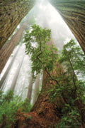 Catedral da Natureza — Podt, Martin