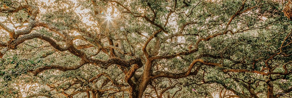Carvalhos do Low Country I — Rigsby, Jennifer