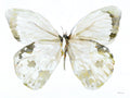 Borboleta em Tons Neutros II — Stellar Design Studio