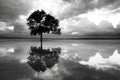 Reflexo de Árvore no Lago I — Zuckerman, Jim
