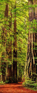 Sequoias Gigantes — Parque Nacional Redwood, Califórnia — Mohlenkamp, Steve