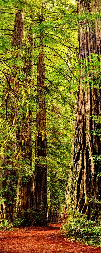 Sequoias Gigantes — Parque Nacional Redwood, Califórnia — Mohlenkamp, Steve