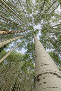 Álamos da Floresta Nacional de Gunnison — Colorado — Jaynes Gallery