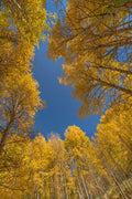 Bosque de Álamos no Outono 1 — Uncompahgre, Colorado — Jaynes Gallery