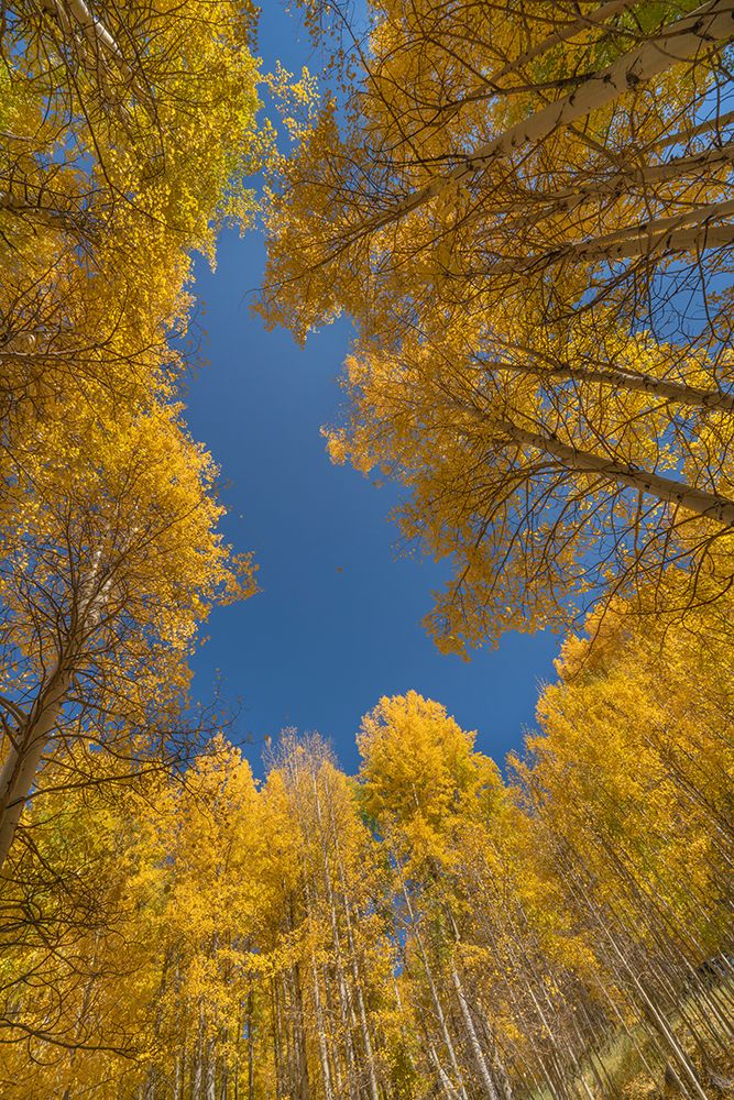 Bosque de Álamos no Outono 1 — Uncompahgre, Colorado — Jaynes Gallery