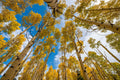 Bosque de Álamos no Outono 2 — Montanhas Rochosas — Sederquist, Betty
