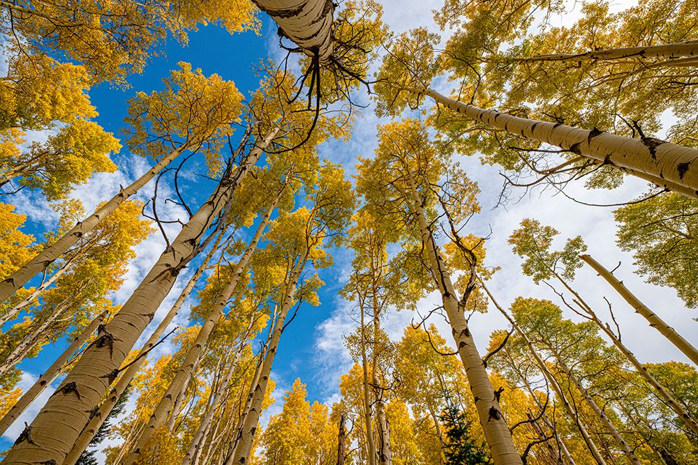 Bosque de Álamos no Outono 2 — Montanhas Rochosas — Sederquist, Betty