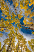 Floresta de Álamos — Walden, Colorado — Sederquist, Betty