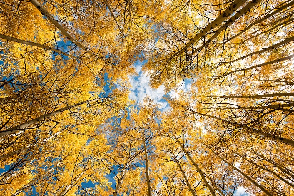 Álamos Amarelos nas Montanhas Rochosas do Colorado I — Mohlenkamp, Steve