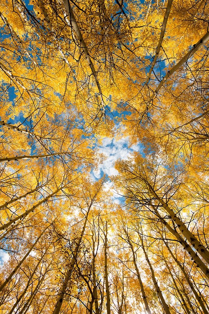 Álamos Amarelos nas Montanhas Rochosas do Colorado II — Mohlenkamp, Steve