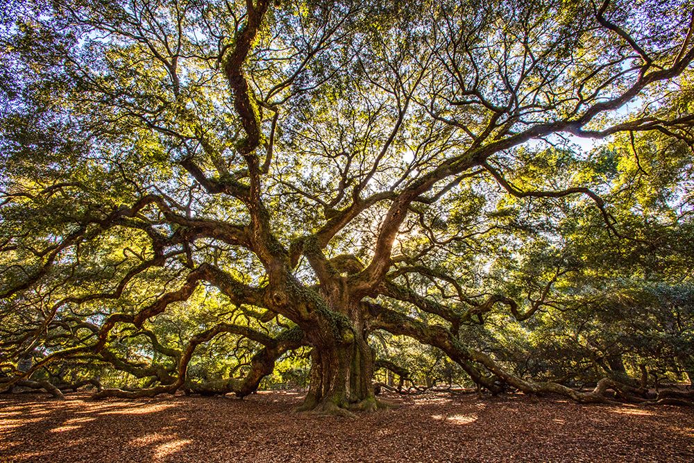 Carvalho Angel 2 — Charleston, Carolina do Sul — Looney, Hollice