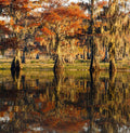 Ciprestes-Calvos no Lago Caddo — Texas — Jones, Adam