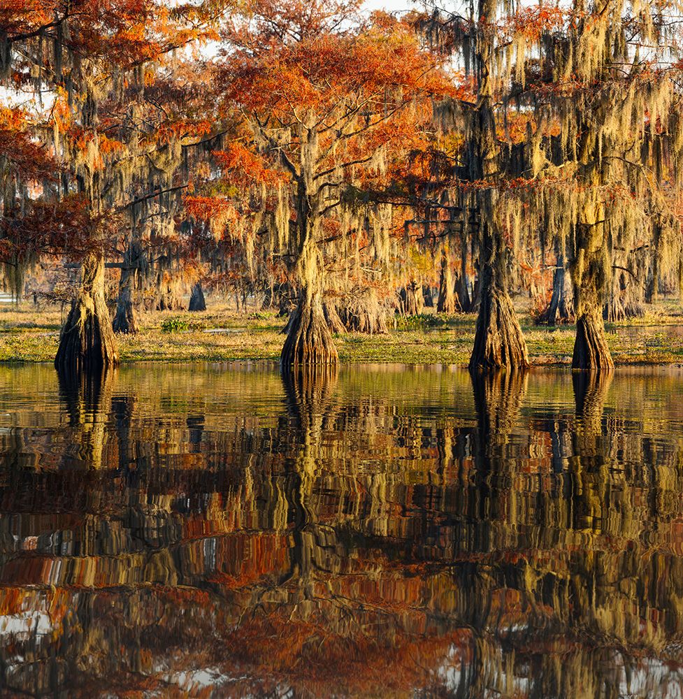 Ciprestes-Calvos no Lago Caddo — Texas — Jones, Adam