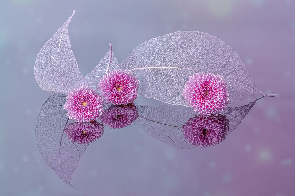 Flores e Folhas — j rao, jenny