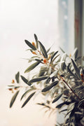 Azeitonas Silvestres — Treechild