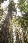 Sequoias — Shot by Clint