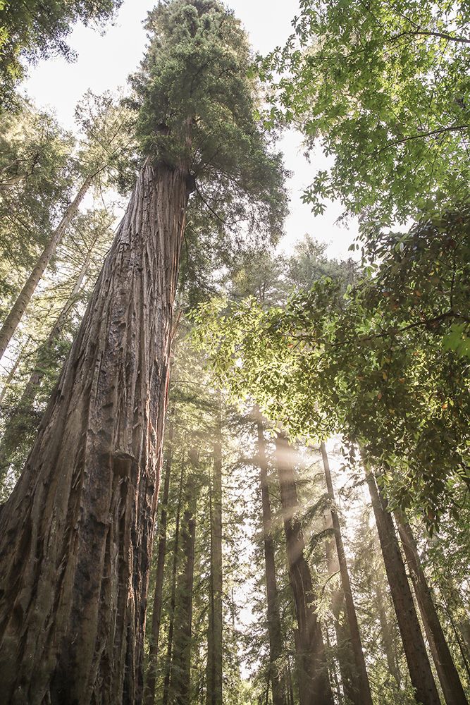 Sequoias — Shot by Clint