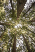 Floresta de Sequoias — Shot by Clint