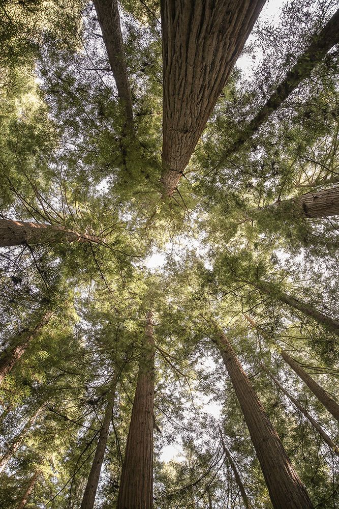 Floresta de Sequoias — Shot by Clint