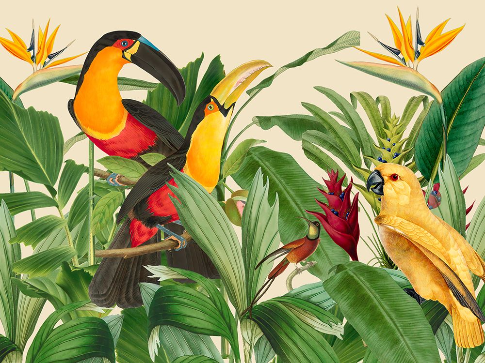 Jardim de Aves da Floresta Tropical — Haase, Andrea