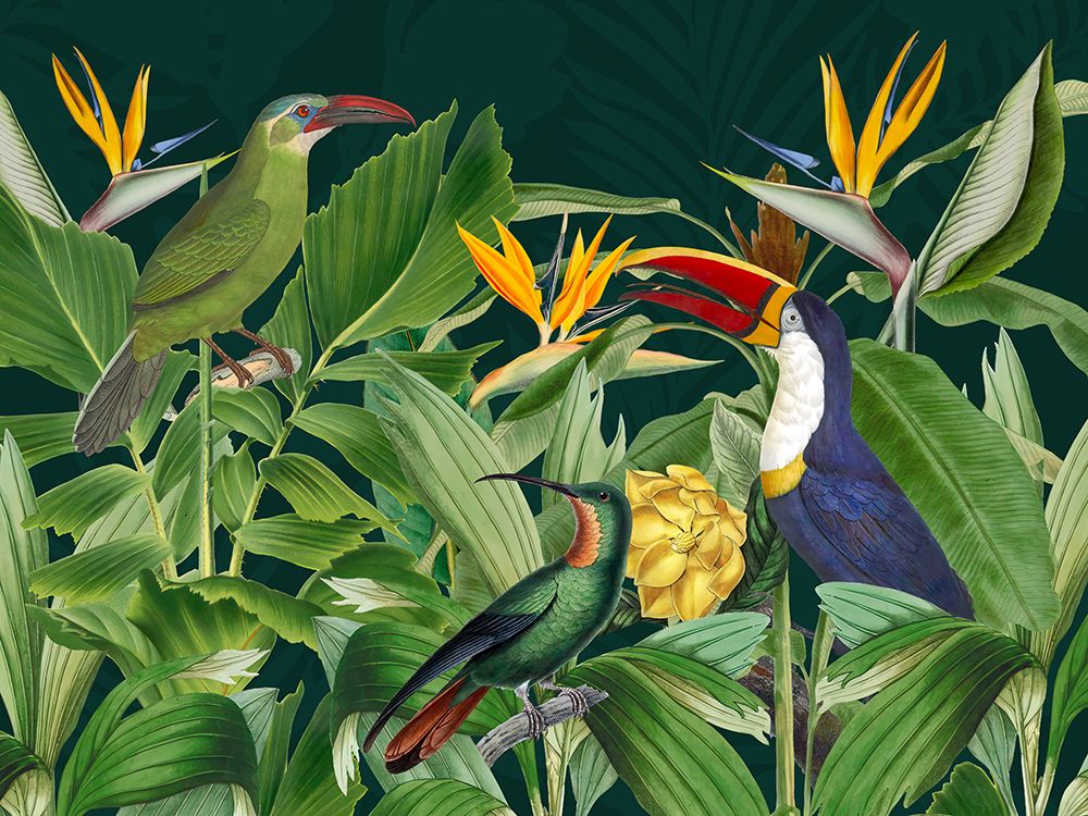 Aves da Floresta Tropical — Haase, Andrea