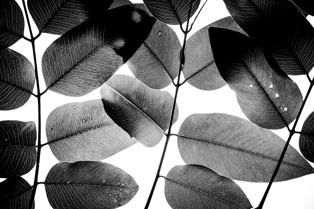 Experiências com Folhas II — Paz-Fridman, Tal