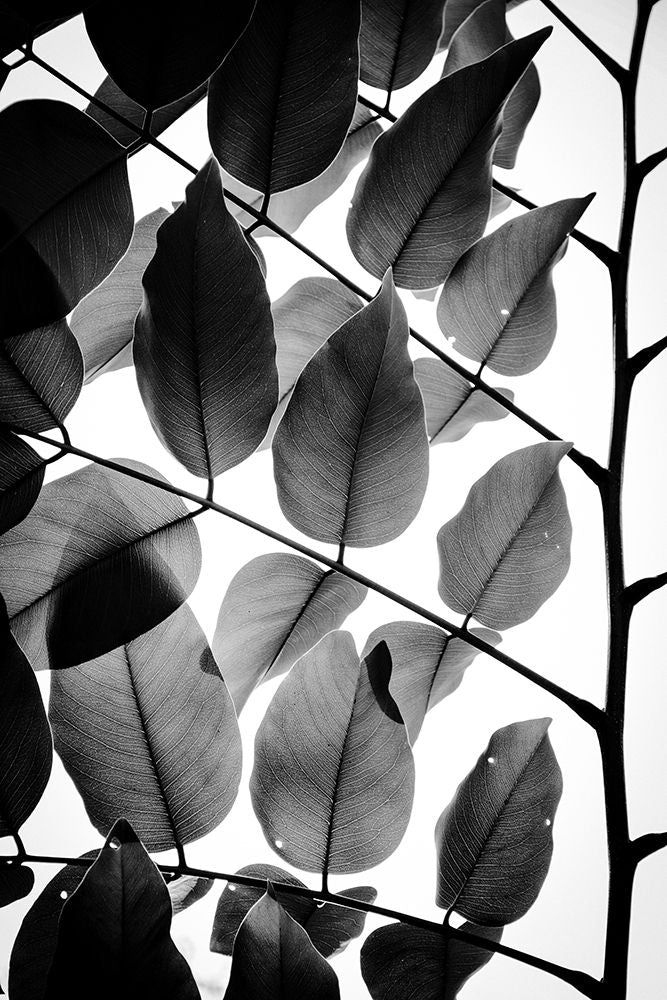 Galhos e Folhas II — Paz-Fridman, Tal