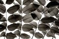 Galhos e Folhas I — Paz-Fridman, Tal
