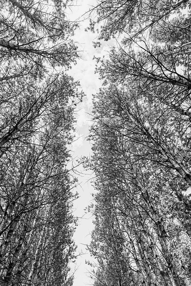 Árvores em Céu — Photolovers