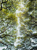 Árvores num Jardim Botânico do Sri Lanka — Photolovers
