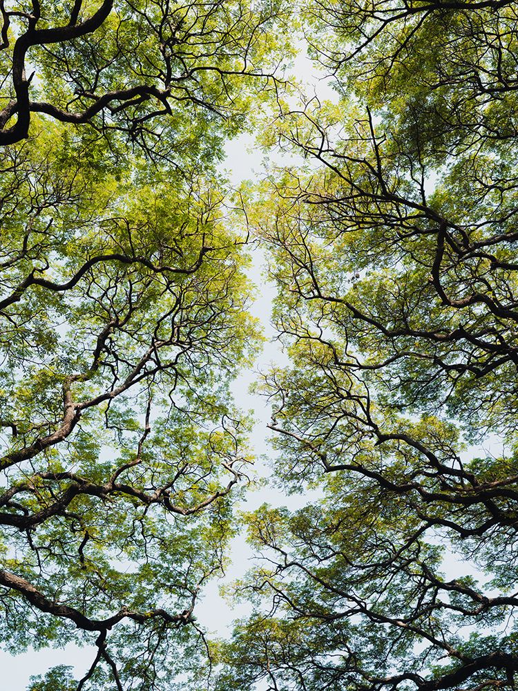 Árvores num Jardim Botânico do Sri Lanka — Photolovers