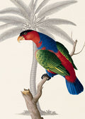 Palmeira e Papagaio-Lóris I — Ehret-De Bevere