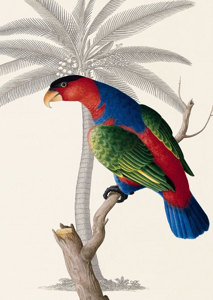 Palmeira e Papagaio-Lóris I — Ehret-De Bevere