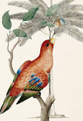 Palmeira e Papagaio-Lóris II — Ehret-De Bevere