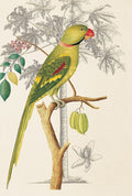 Palmeira e Periquito I — Ehret-De Bevere