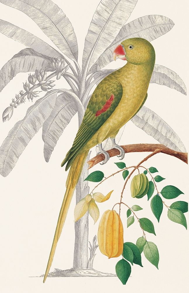 Palmeira e Periquito II — Ehret-De Bevere