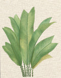 Folhas de Palmeira I — Unknown