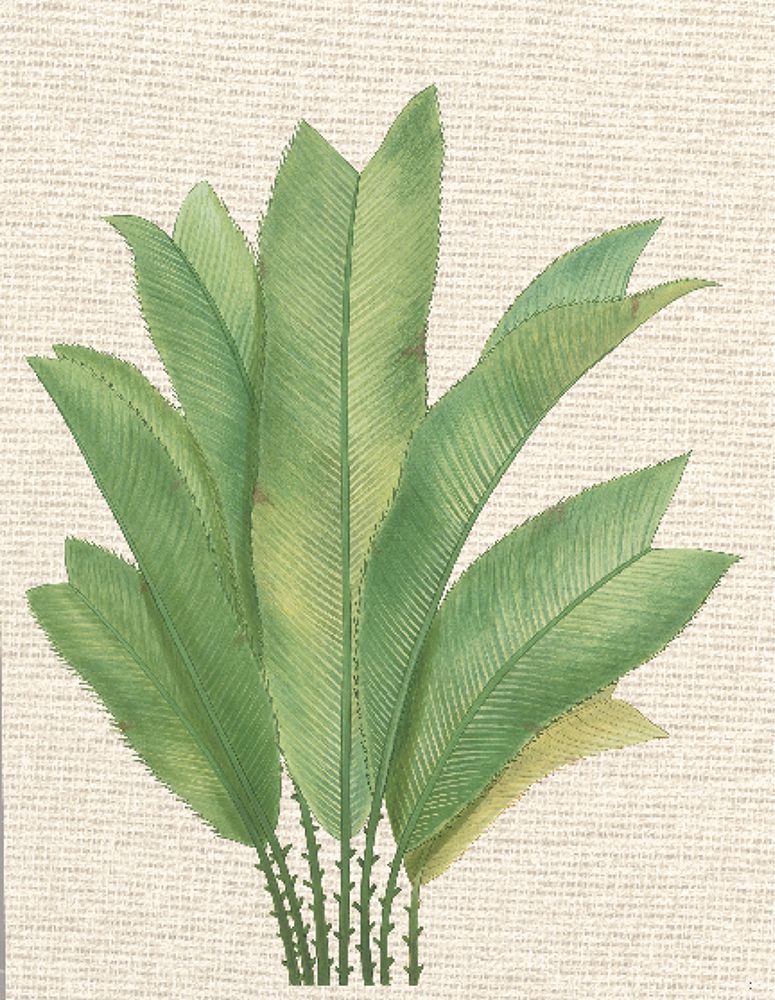 Folhas de Palmeira I — Unknown