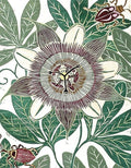 Papoula II — Unknown